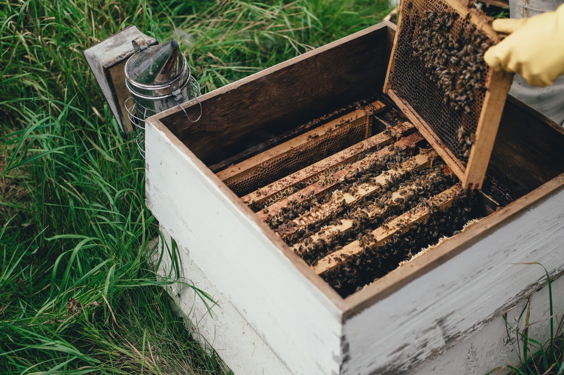 Honey bees producing New Zealand Manuka honey